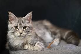 Maine Coon